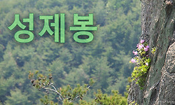 섬진강과 평사리가 내려다 보이는 성제봉