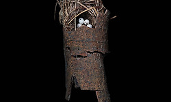 미국 사진작가인 샤론 빌즈(Sharon Beals)가 찍은 새 둥지 사진