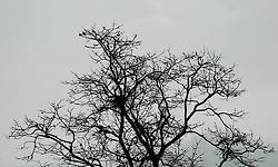 감나무 끝에 달린 홍시는 누가 먹을까?