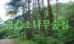 울진 금강소나무숲길을 가다.