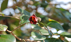 달마산 미황사, 동백꽃이 피었습니다.