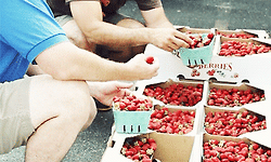딸기맥주(Strawberry Beer)의 수작업 제조공정을 GIF 이미지로 만들다.