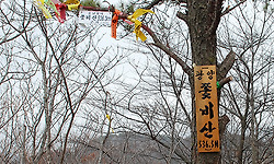 쫓비산 산행 마치고 광양 매화축제장에 왔지만 아직은 몽우리 축제.