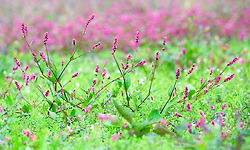 유안진(柳岸津)의 '芝蘭之交를 꿈꾸며'