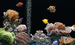 내 컴퓨터에 수족관을 만들어 열대어를 함 길러볼까?