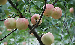 사과밭을 지나면서