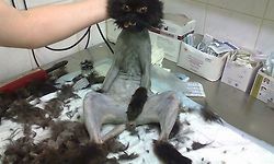 고양이 이런 모습은 동물 학대 아닌가요?