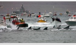 페로어 군도에서 벌어지고 있는 고래사냥 축제(Grindadrap)