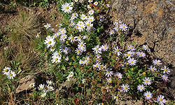 초가을 지리산 능선에는 들국화로 가득..
