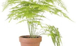 키가 10m나 자라버린 아스파라거스.. 누가 좀 말려줘요.