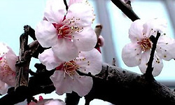 퇴계(退溪)를 연모한 두향(杜香) 이야기