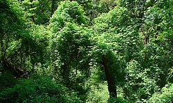 산과 물의 어울림 옥순,구담봉 - ②