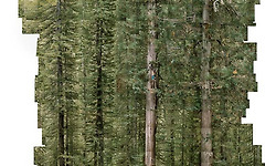 세계에서 가장 키가 큰 나무의 높이는?