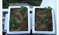 22층에서 고추 농사를 짓고 있습니다.