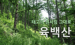 육백산  -  몸도 마음도 모두 초록이 되어 버리는 청정 무공해 산행지