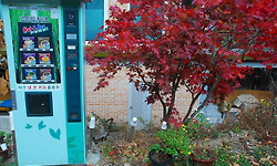 낭만충전, 화왕산 억새밭 속에 묻혀 본 하루