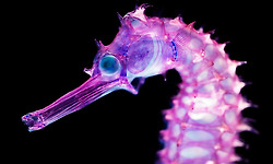 일본인 아티스트 이오리 토미타(冨田 伊織)의 신세계 투명표본(新世界 透明標本)