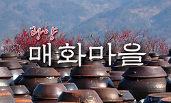 광양 매화마을에는 벌써 매향으로 가득..