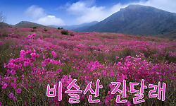비슬산 진달래 산행 - 비슬산 진달래는 참꽃으로 부르고 있습니다.
