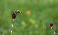 소수서원 - 부석사 - 오전약수 - 김삿갓계곡 - 정선 - 동강 - 정암사 - 구마일주