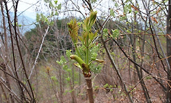 입소문 타 버려 누군가 몽땅 따 버린 야생 두릅 밭