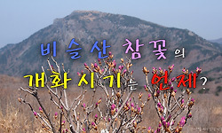비슬산 진달래, 비슬산 참꽃 개화시기는?