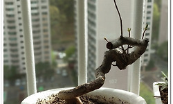 살아라, 살아서 꽃을 피워다오.