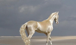 세상에서 가장 아름답고 멋진 명마, 아할 테케(Akhal Teke)