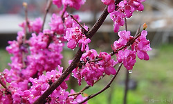 지리산 깊숙한 곳에서 신선처럼 사는 부똘이