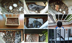 실외기 밑에서 태어난 비둘기, 어미 되어 날아가다.