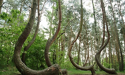 폴란드 북서부 그리피노(Gryfino)에 있는 이상한 소나무 숲