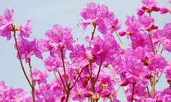 4월 한달은 연분홍 진달래 꽃으로 천상화원이 되어 버리는 거제도 대금산(大錦山)