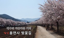 용연사 벚꽃길 - 대구시 선정 가장 아름다운 거리