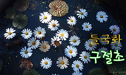 구절초가 눈처럼 온 천지에 새하얗게 뒤덮여 있는곳 - 장군산 영평사 구절초꽃축제 2014