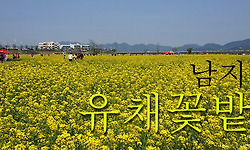 전국 최대의 유채밭이 있는 남지 낙동강 유채꽃밭