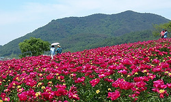 의성 조문국유적지의 작약꽃 풍경