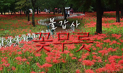 영광 불갑사의 상사화.. 상상이상의 붉은 꽃밭