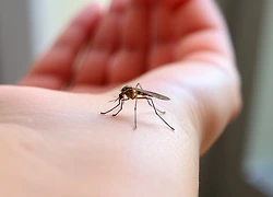 모기! 여름철 건강을 지키는 현실적인 예방 수칙