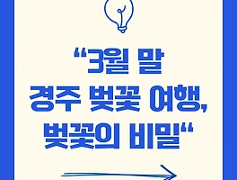 3월 말 경주 벚꽃 여행, 인파 없이 즐기는 벚꽃의 비밀