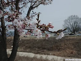 이번 봄은 충주호로 꽃놀이를 가보자.