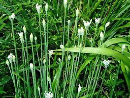 썸네일링크