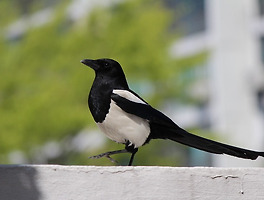 썸네일링크