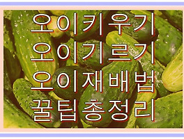 썸네일링크