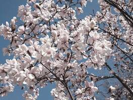봄의 마법이 살아나는 오천 봄꽃여행