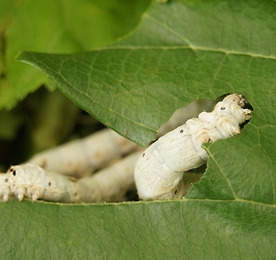 링크 바로가기