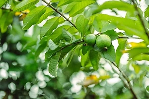 면역력 높이는 건강보조제 추천 BEST 5 정리 썸네일