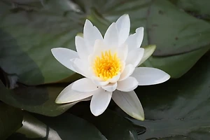 실내 조경 아이디어: 작은 공간에서 자연을 느끼는 법 썸네일