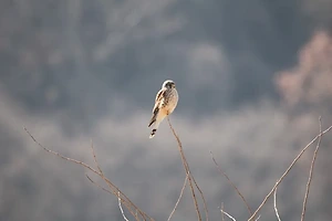 한국 현대사 이해하기: 산업화와 민주화의 과정 썸네일