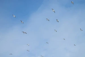 항공권 가격 비교 사이트 추천 | 저렴한 항공권 찾는 법 썸네일