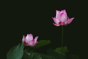 세부 자유여행에 적합한 호텔 추천과 예약 팁 썸네일
